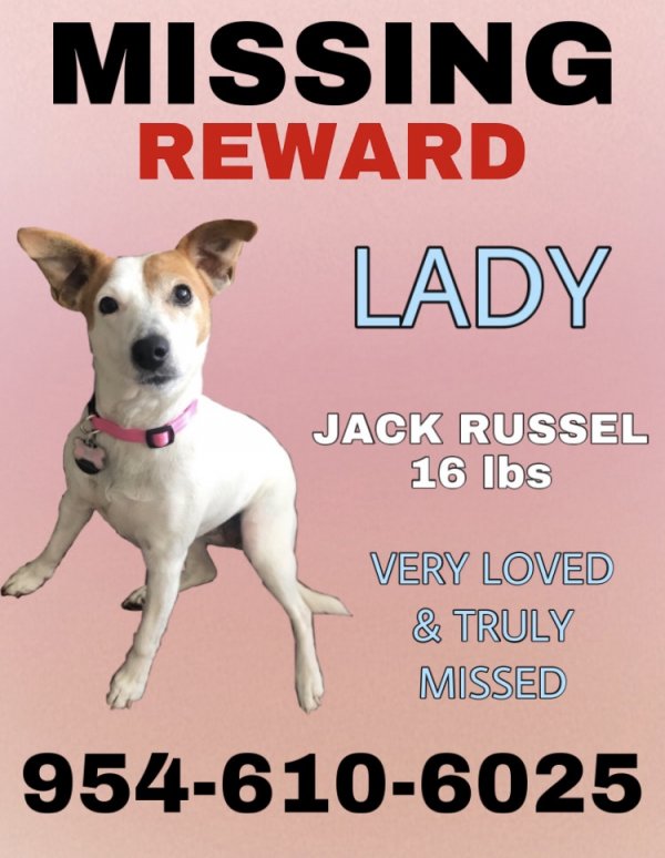 Safe Jack Russell Terrier in Fort Lauderdale, FL