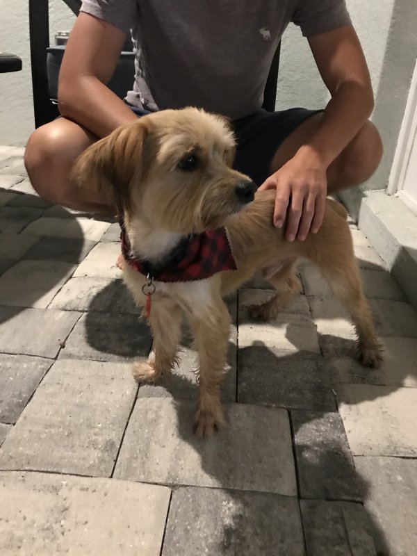 Safe Airedale Terrier in Naples, FL