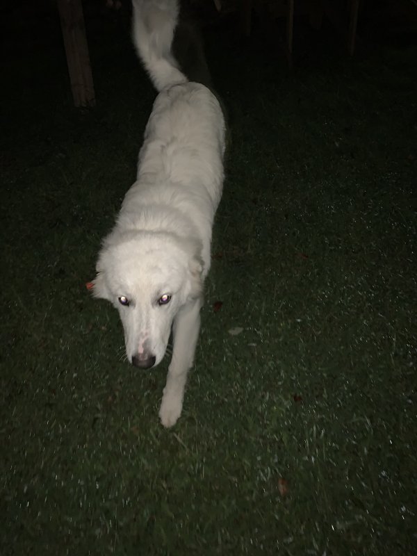 Safe Great Pyrenees in Glenwood, AR
