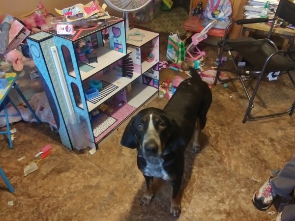 Safe Black and Tan Coonhound in Neches, TX