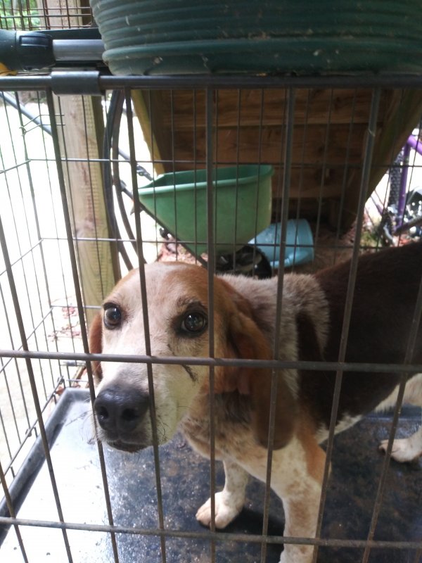 Safe Beagle in Powhatan, VA