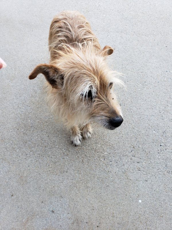 Safe Australian Terrier in Boise, ID