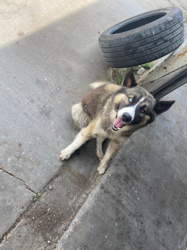 Safe Dog in Corpus Christi, TX