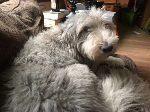Safe Bearded Collie in Princeton, WI