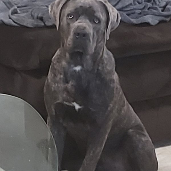 Safe Mastiff in Capitol Heights, MD