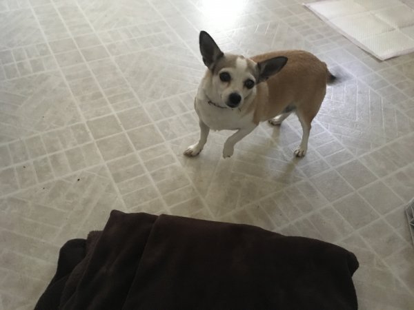 Safe Chihuahua in Tehachapi, CA