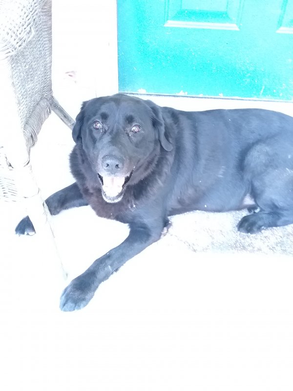 Safe Labrador Retriever in Mountain Home, AR