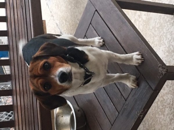 Safe Beagle in Naples, FL