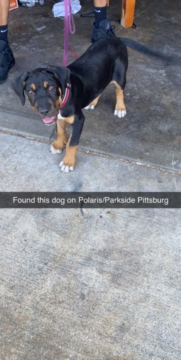 Safe Dog in Pittsburg, CA