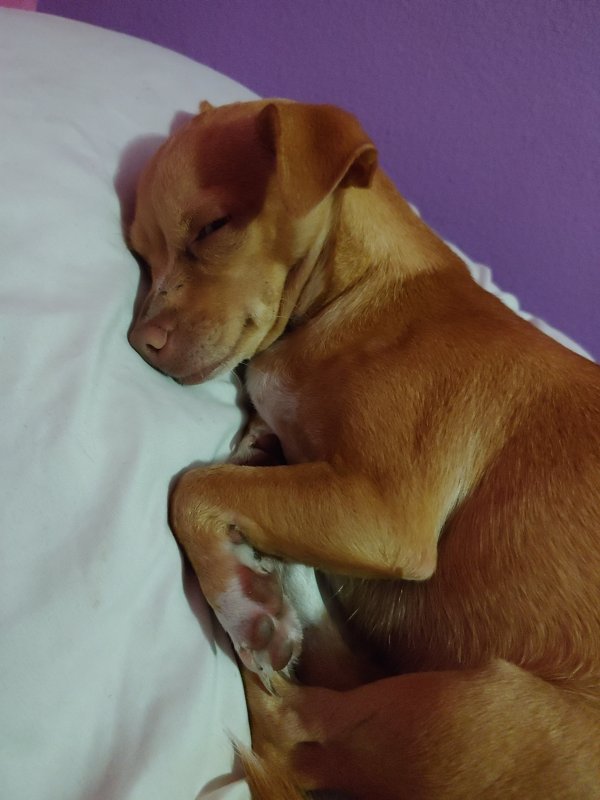 Safe Chihuahua in Palmetto, FL