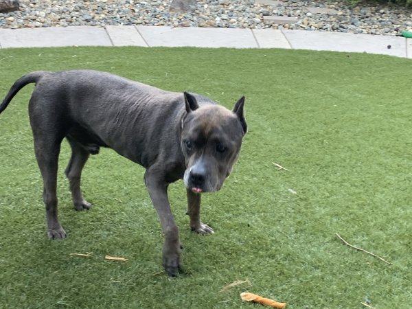 Safe Pit Bull in Brentwood, CA