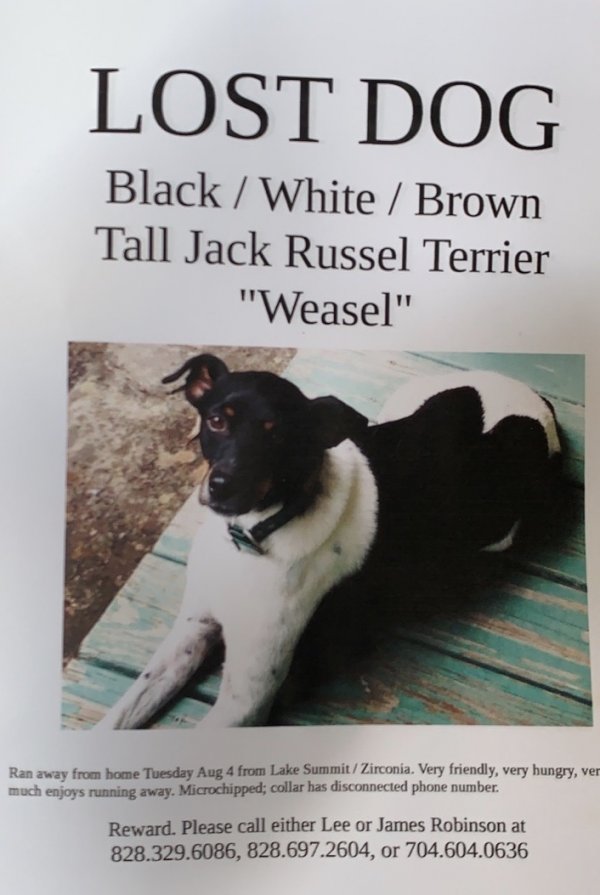Safe Jack Russell Terrier in Zirconia, NC