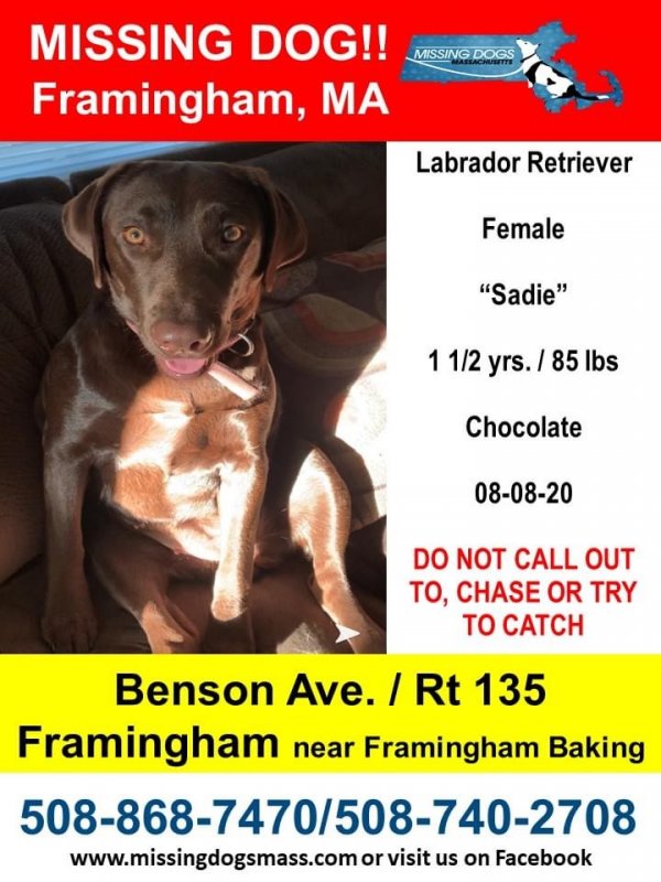 Safe Labrador Retriever in Framingham, MA