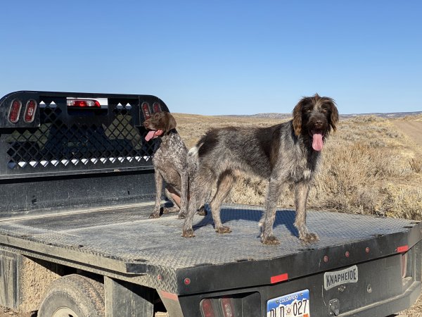 Safe German Wirehaired Pointer in Craig, CO