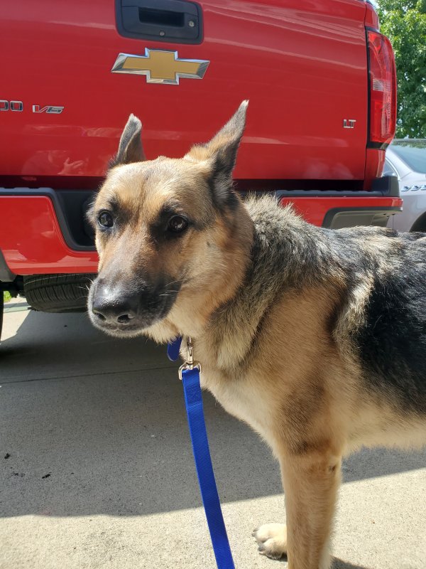 Safe German Shepherd Dog in Indianapolis, IN