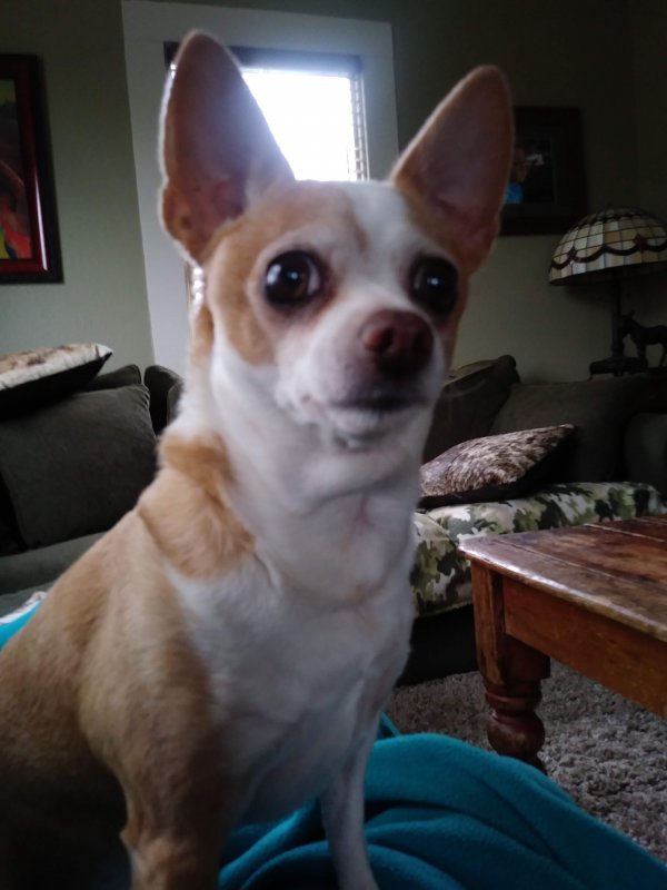 Safe Chihuahua in Santa Rosa, CA