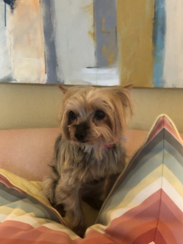 Safe Yorkshire Terrier in Conway, AR