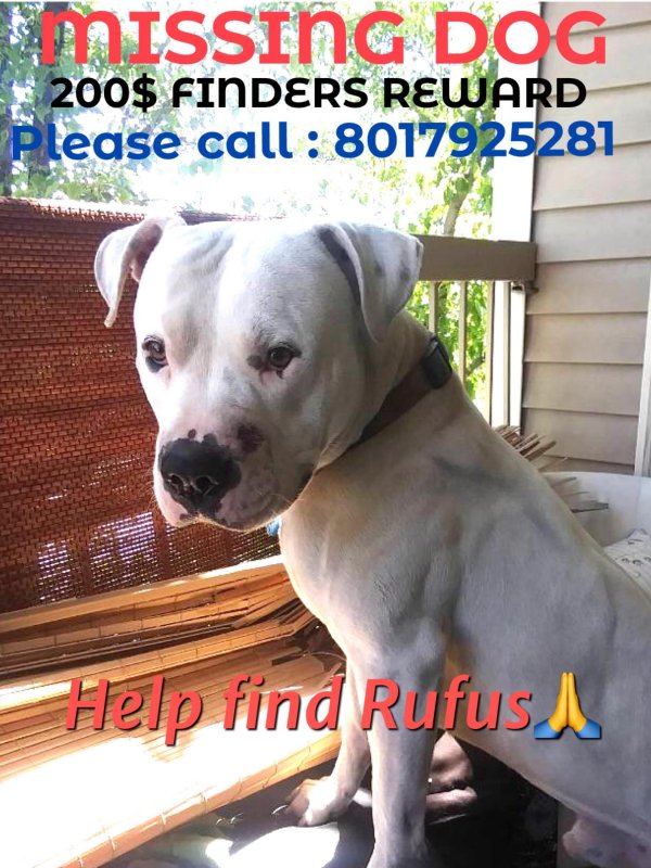 Safe Pit Bull in West Valley City, UT
