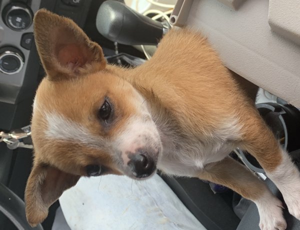 Safe Chihuahua in Los Banos, CA