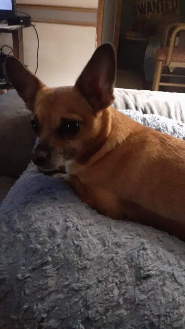 Safe Chihuahua in Lonoke, AR