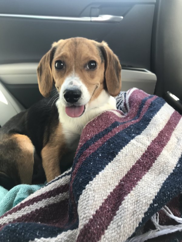 Safe Beagle in Saint Louis, MO