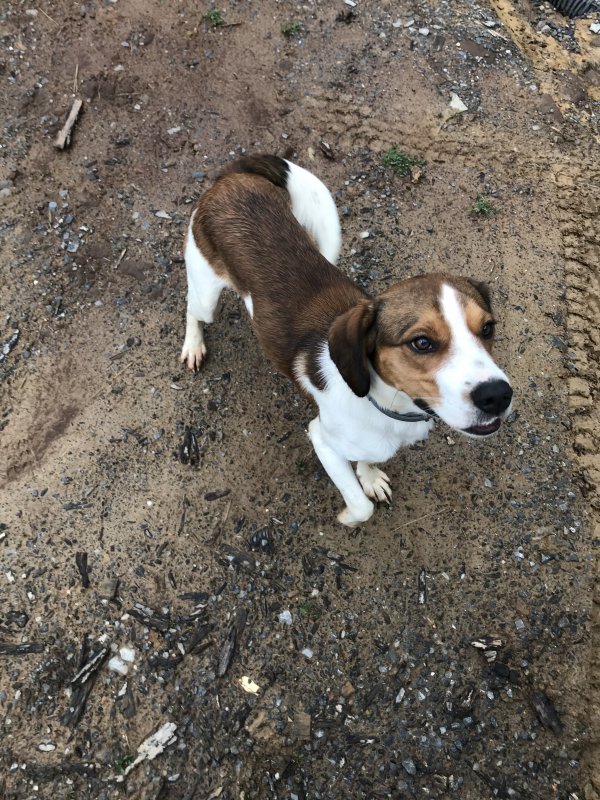 Safe Beagle in Abingdon, VA