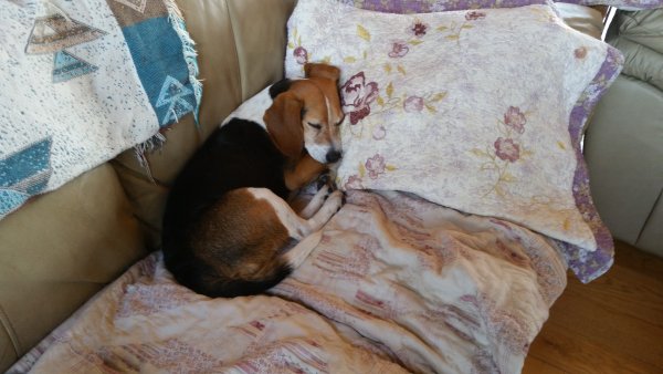 Safe Beagle in Williamstown, MA