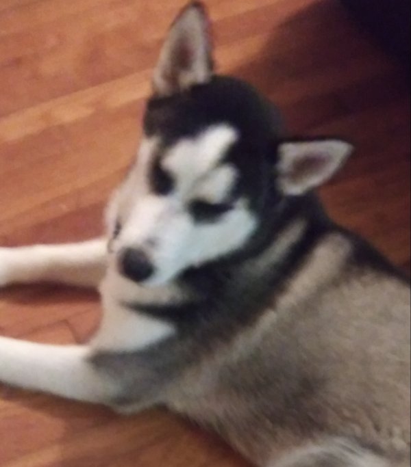 Safe Siberian Husky in Indianapolis, IN US