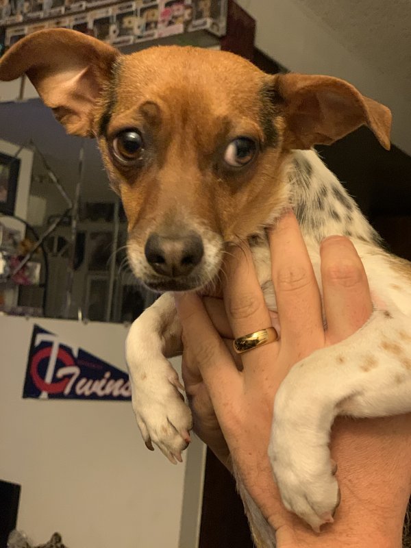 Safe Jack Russell Terrier in Barstow, CA