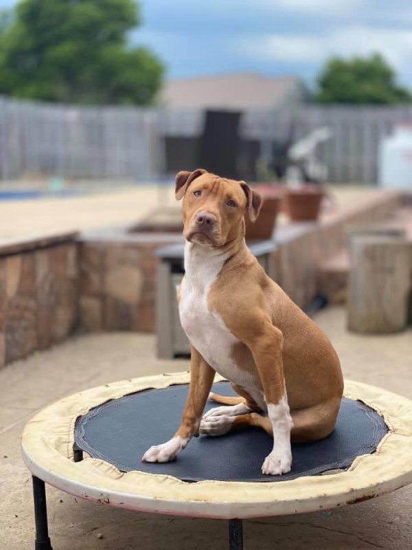 Safe Pit Bull in Wilmington, NC