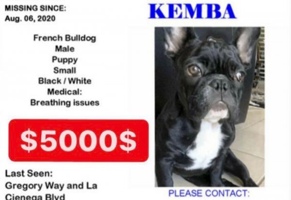 Safe French Bulldog in Beverly Hills, CA