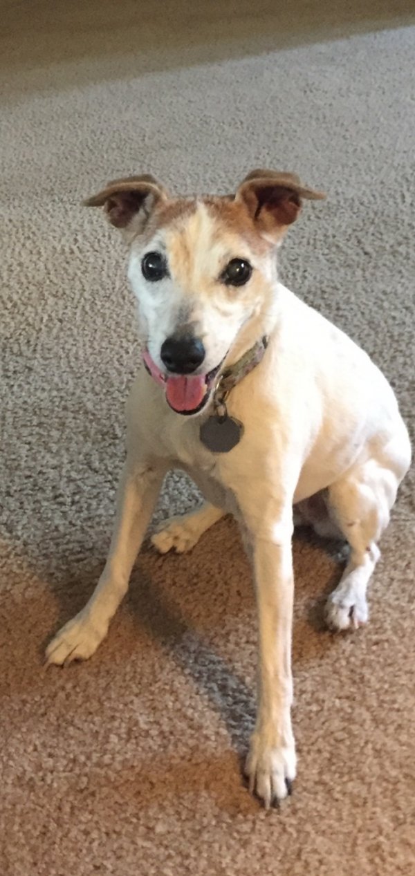 Safe Jack Russell Terrier in Columbia, SC
