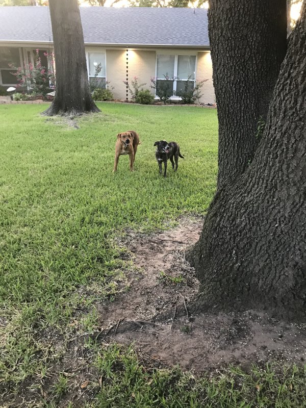 Safe Dog in Fort Worth, TX