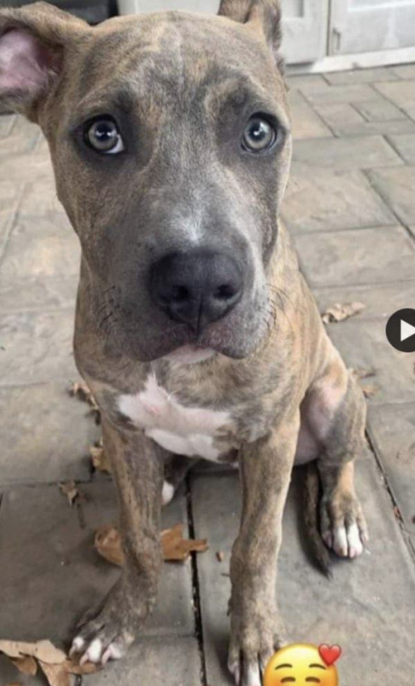 Safe Pit Bull in East Stroudsburg, PA