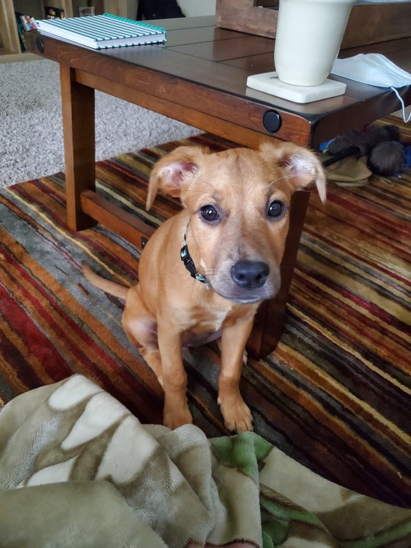Safe Mutt in Raleigh, NC