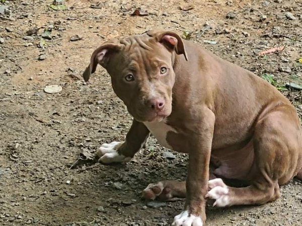 Safe Pit Bull in Clyde, NC