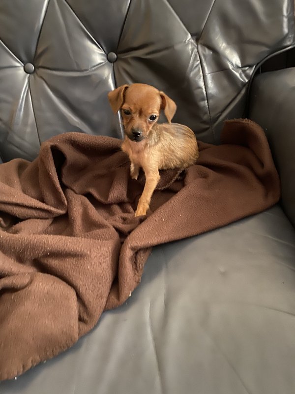 Safe Chihuahua in Galt, CA