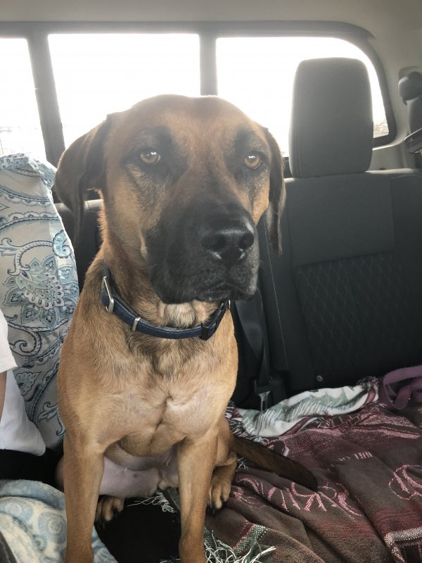 Safe Black Mouth Cur in Anderson, SC