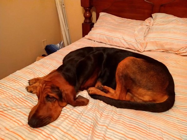 Safe Bloodhound in Palm Bay, FL