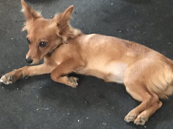 Safe Chihuahua in Midland, TX