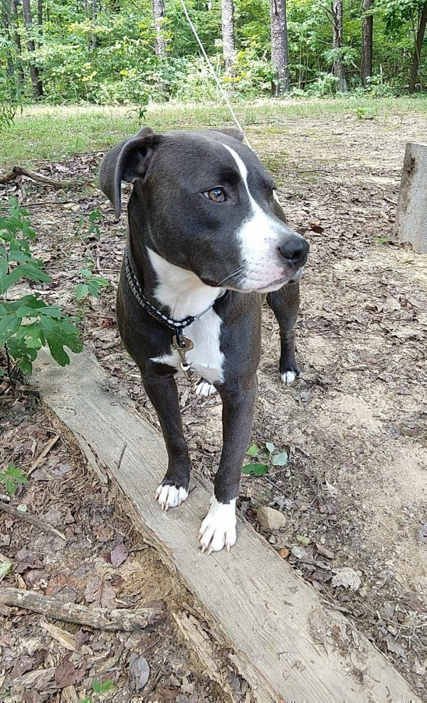 Safe Pit Bull in Chattanooga, TN