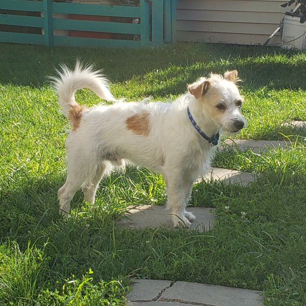 Safe Jack Russell Terrier in Chicago, IL