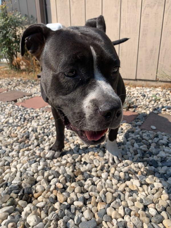 Safe Pit Bull in Union City, CA