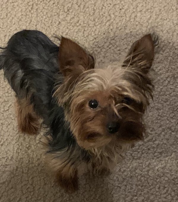 Safe Yorkshire Terrier in Converse, TX