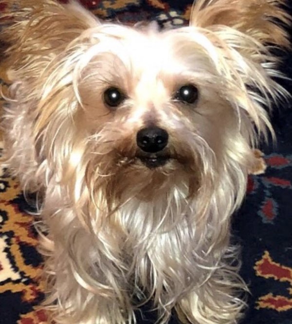 Safe Yorkshire Terrier in Wilkes Barre, PA