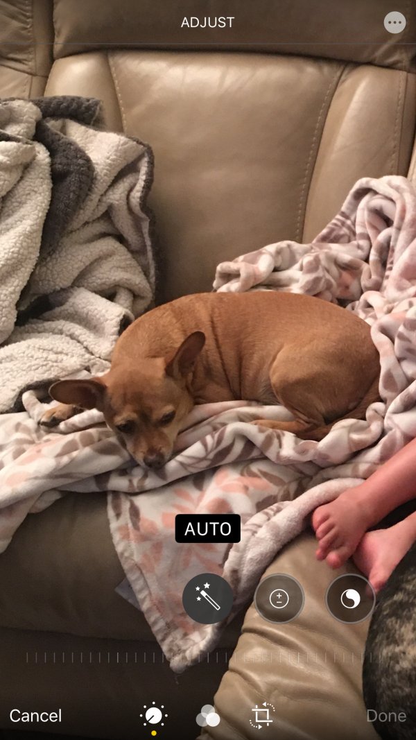 Safe Chihuahua in Vista, CA