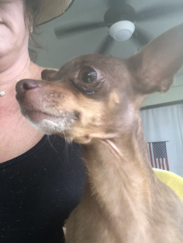 Safe Chihuahua in Hollywood, FL