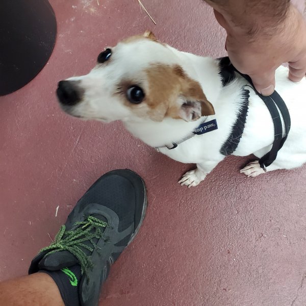Safe Jack Russell Terrier in Whitehall, PA