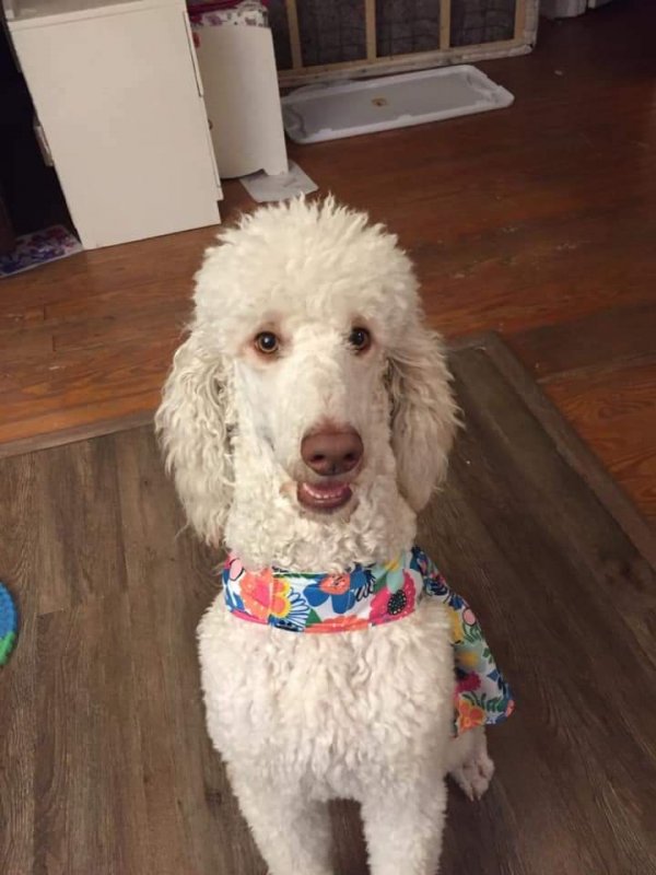 Safe Poodle in Dunn, NC