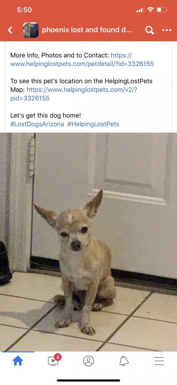 Safe Chihuahua in Peoria, AZ